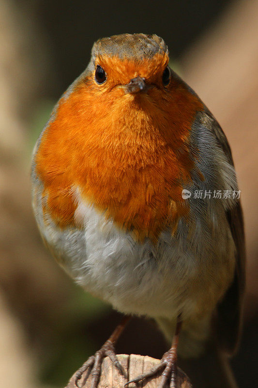 野知更鸟红胸雀栖息在篱笆柱在阳光下，知更鸟鸟(Erithacus rubecula)栖息在橙色红色的胸部和棕色的羽毛，花园野生动物，自然和鸟类观察在英国，英国，在模糊的花园背景